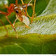 Image for article titled The most advanced hive mind in the jungle